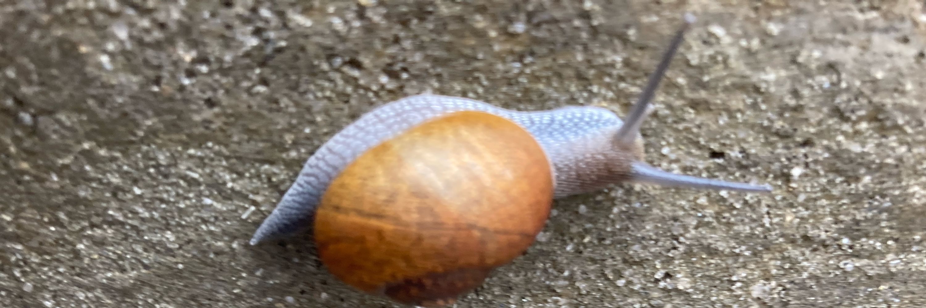 Téo