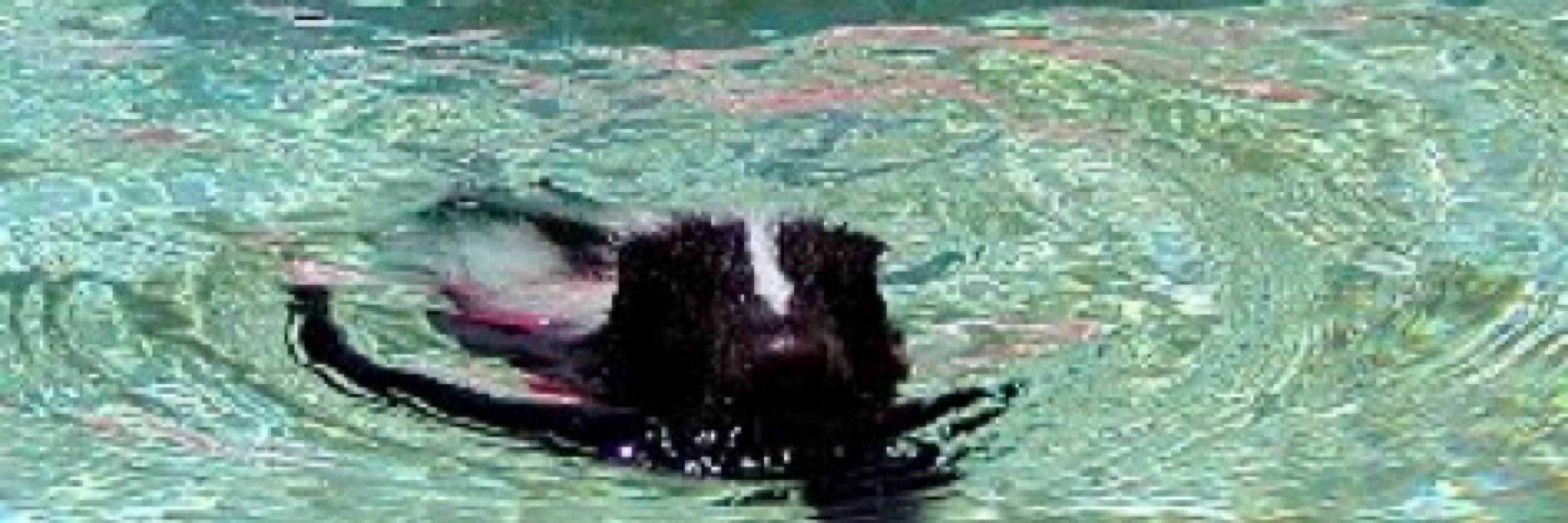 SkunkÒwÓ