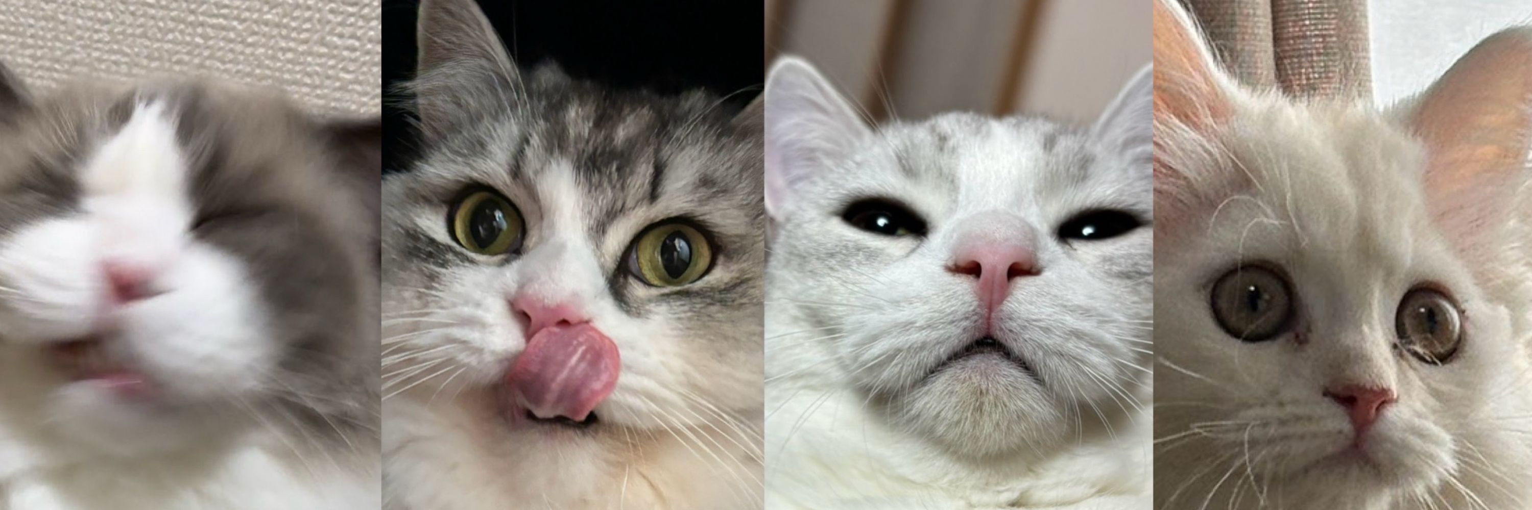 ぽんた