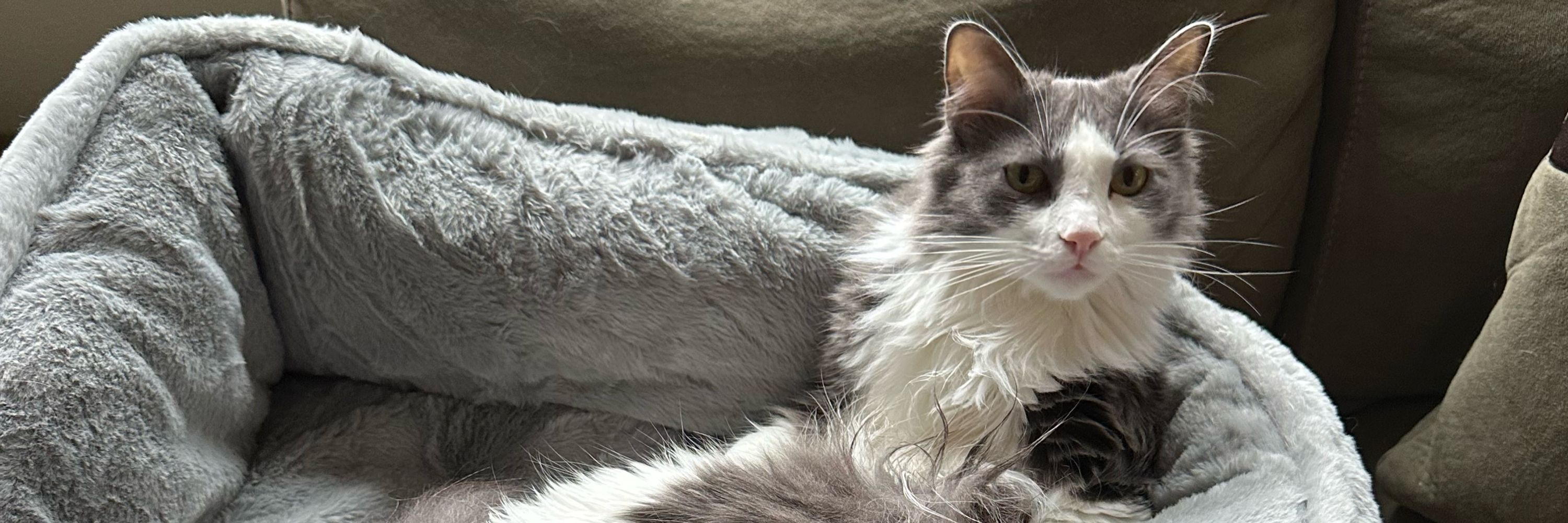 Albus the Cat