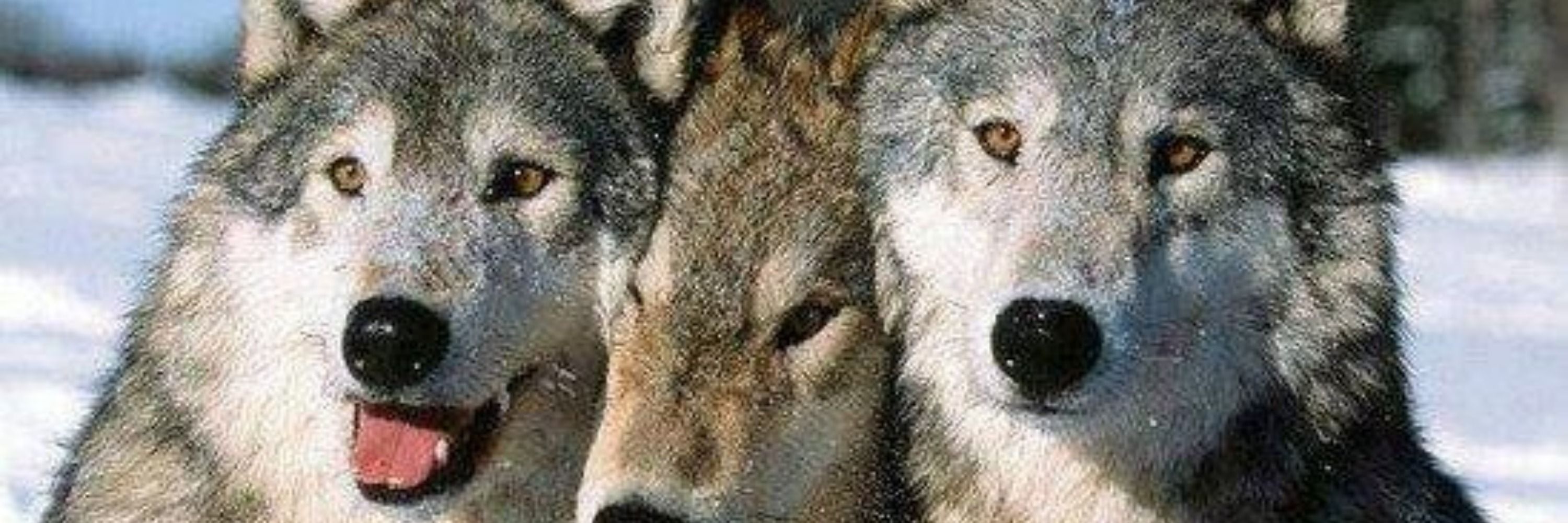 Big Bad Wolf