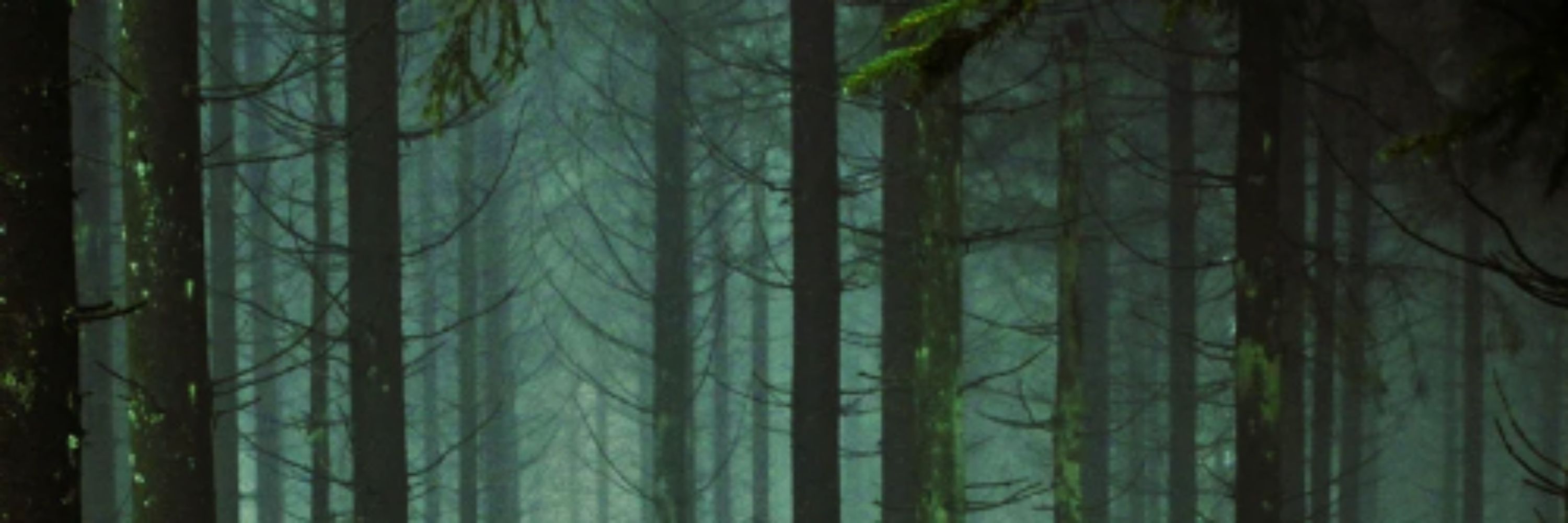 Spooky Forest Co