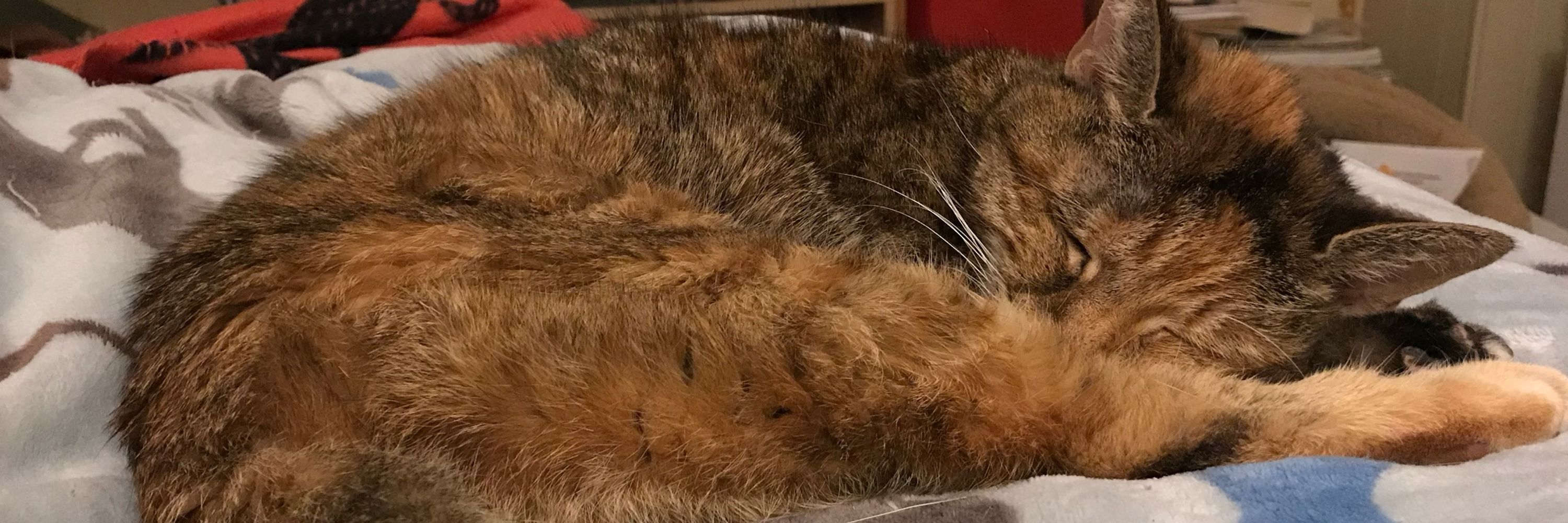 mollykat
