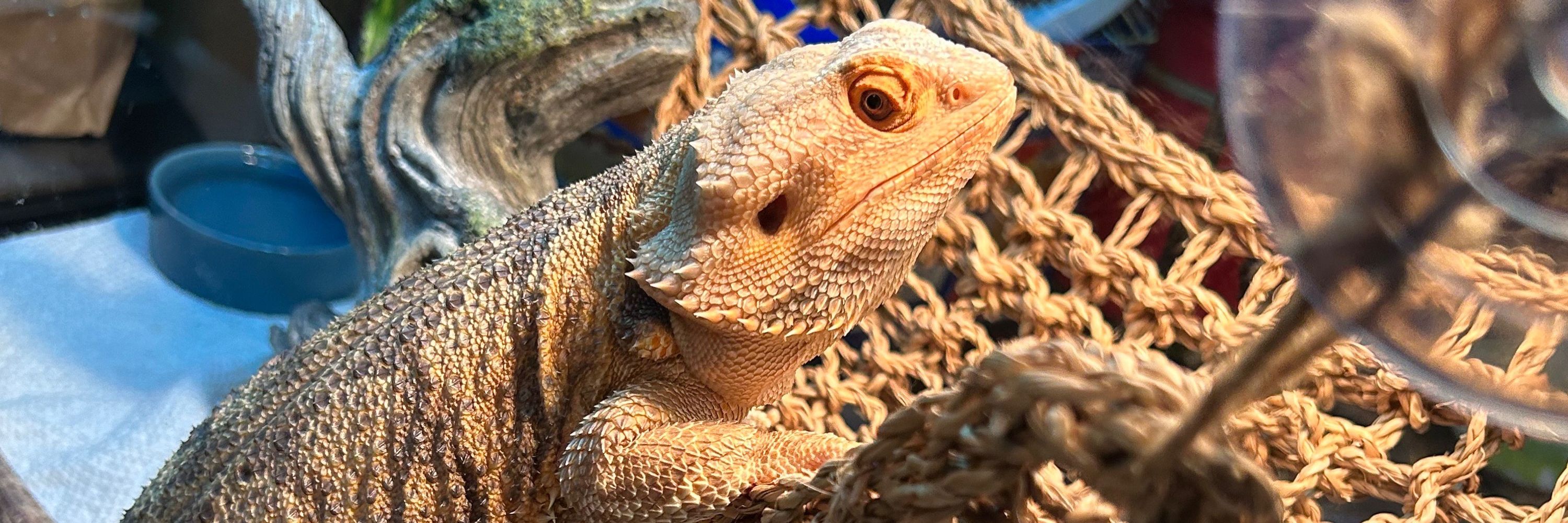 Scar the Raptor