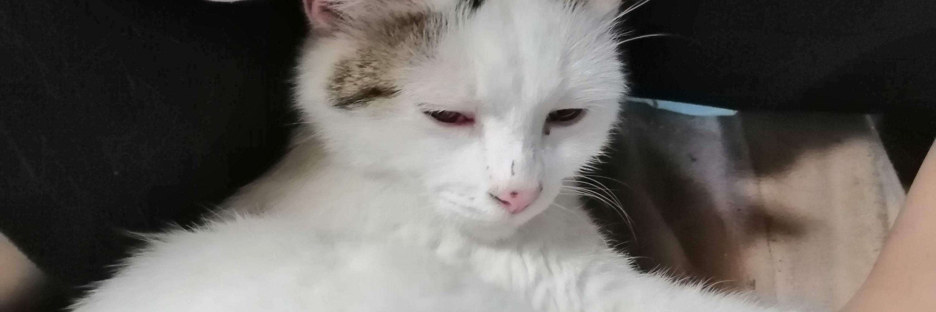 なゆた