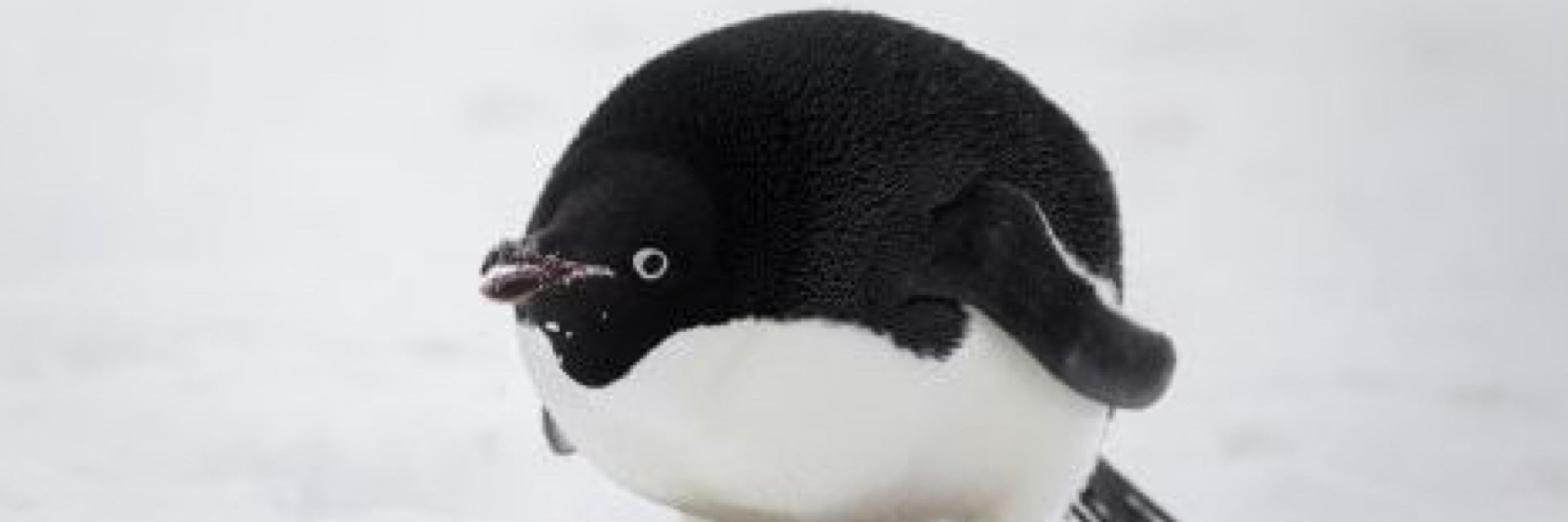 benguin