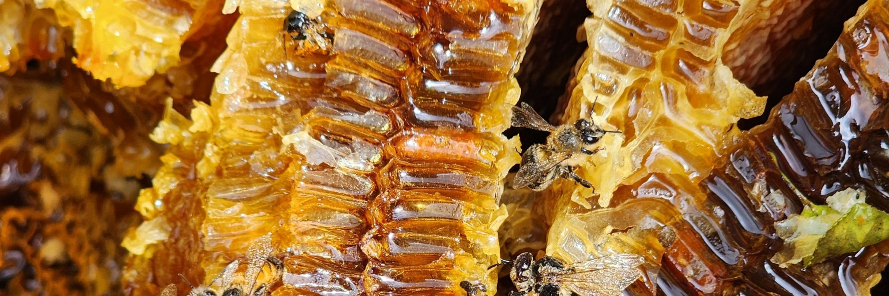 Beehive with a social media account