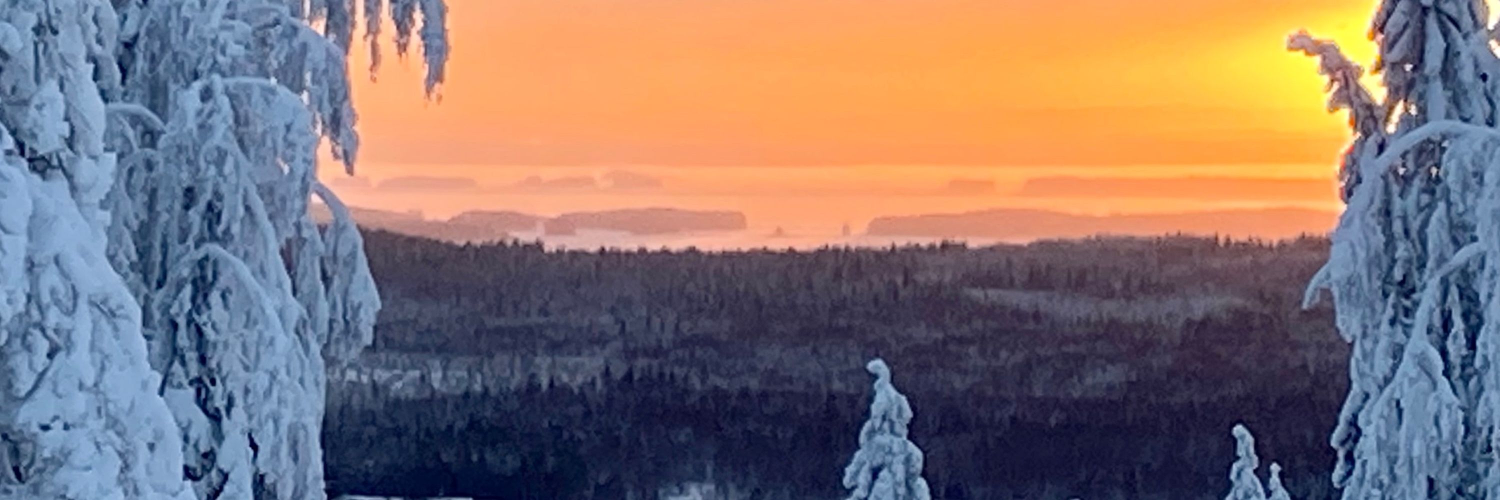 Tiina Tunkkari