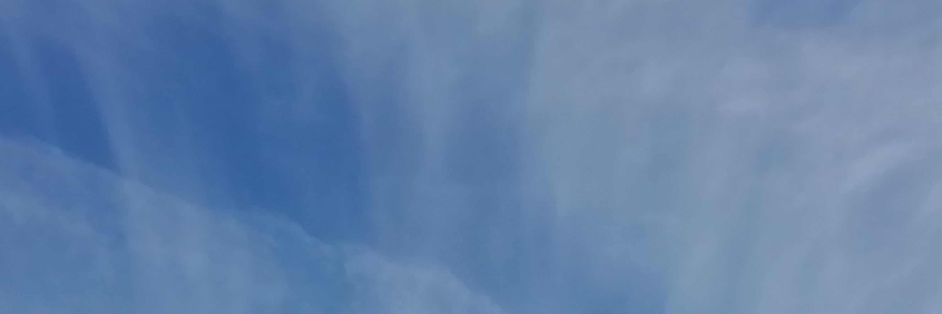 Kattenfischkopp