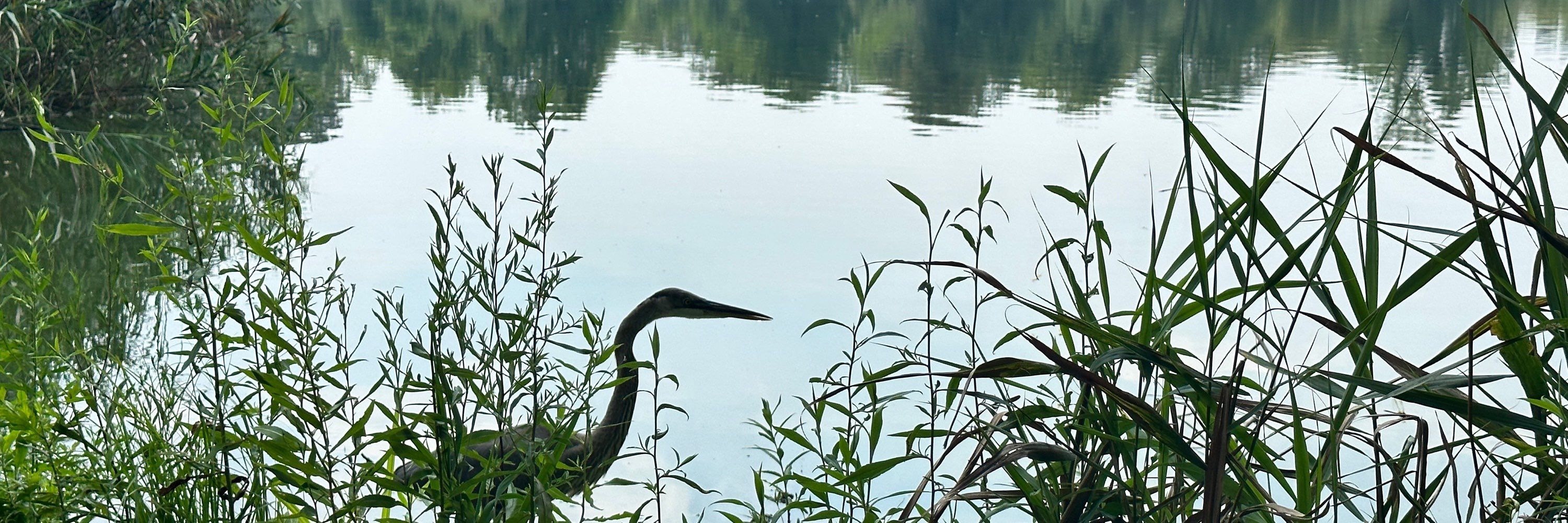 Bayard the Buddhist Band Birder