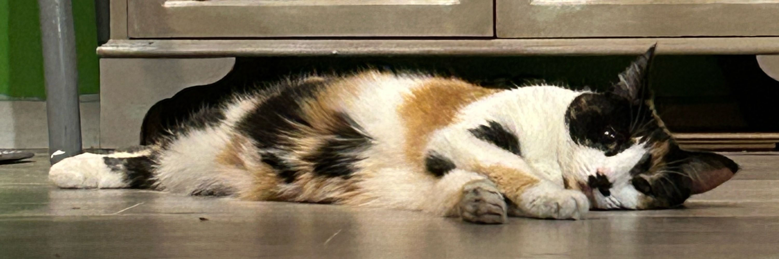 theferret124