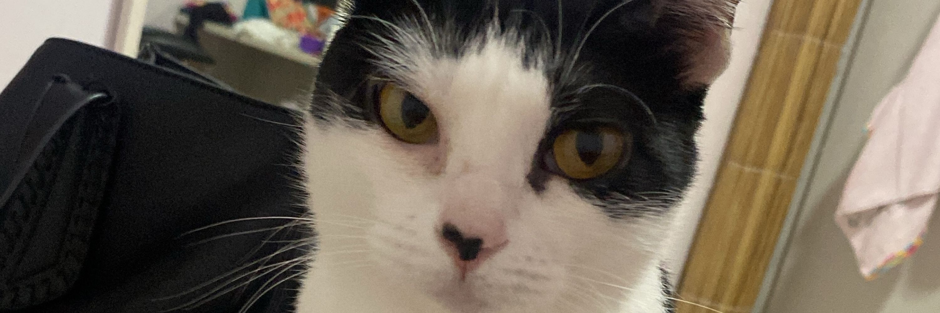 Lulu