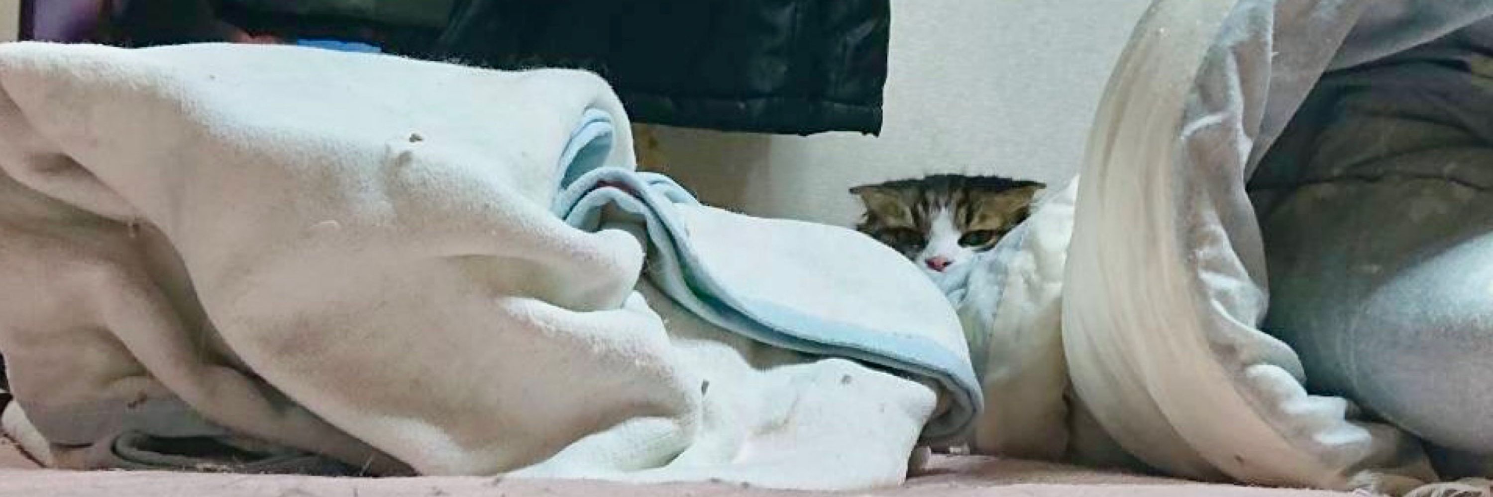 おさかな