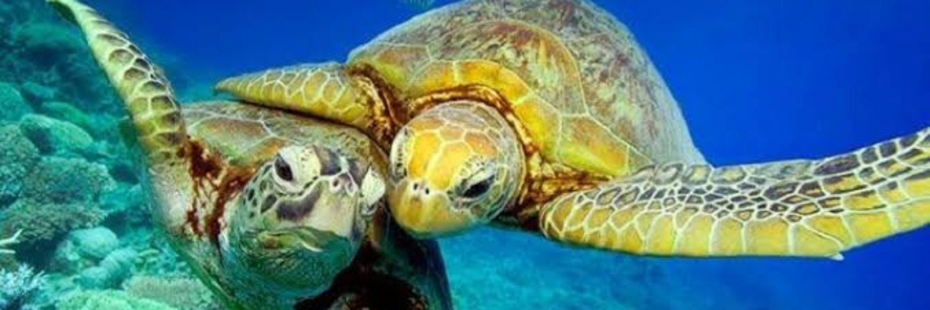animals all pic 