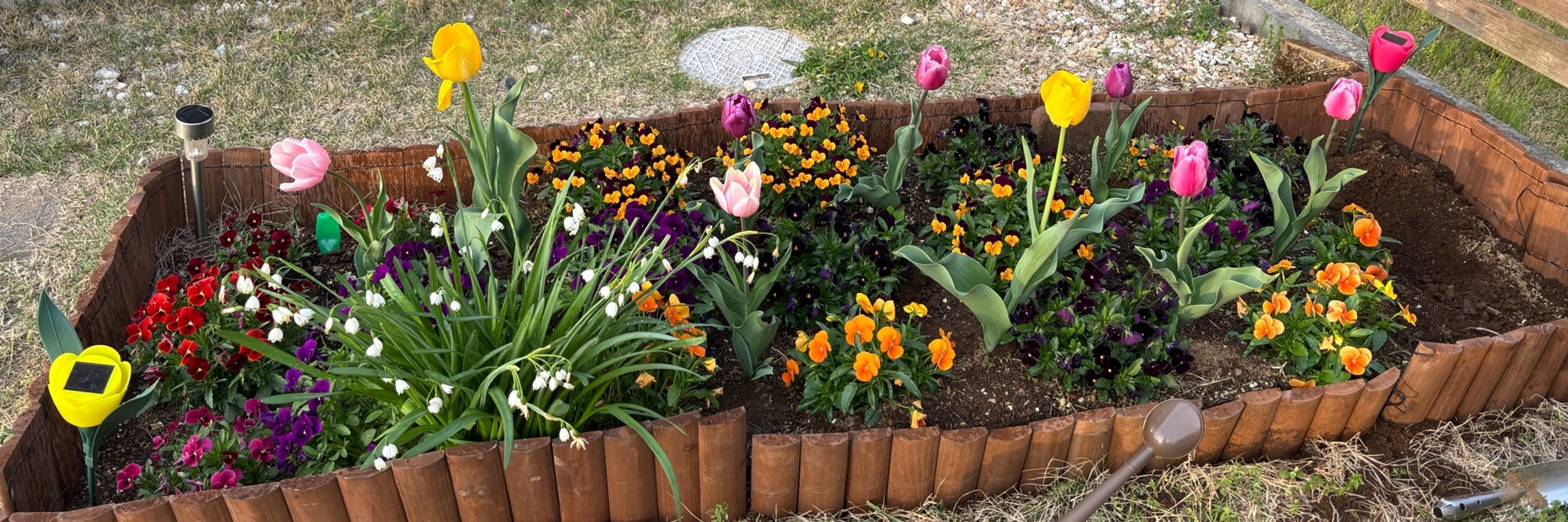 しぃ🌷︎紫峰のお庭