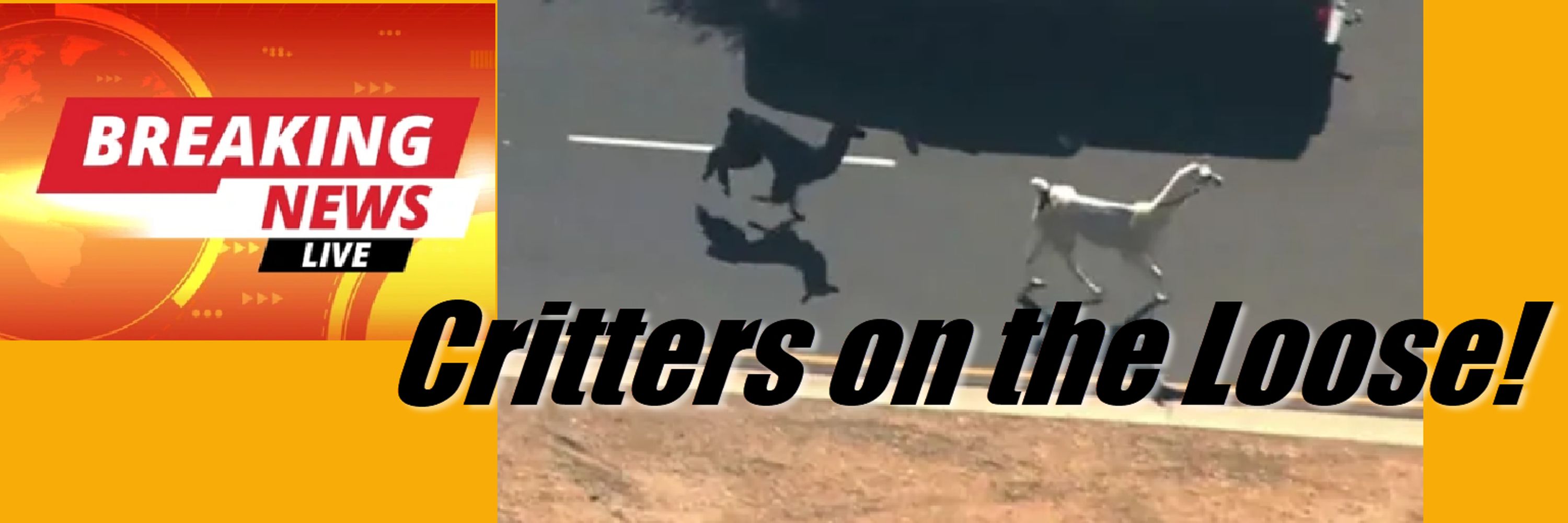 Critters on the Loose!