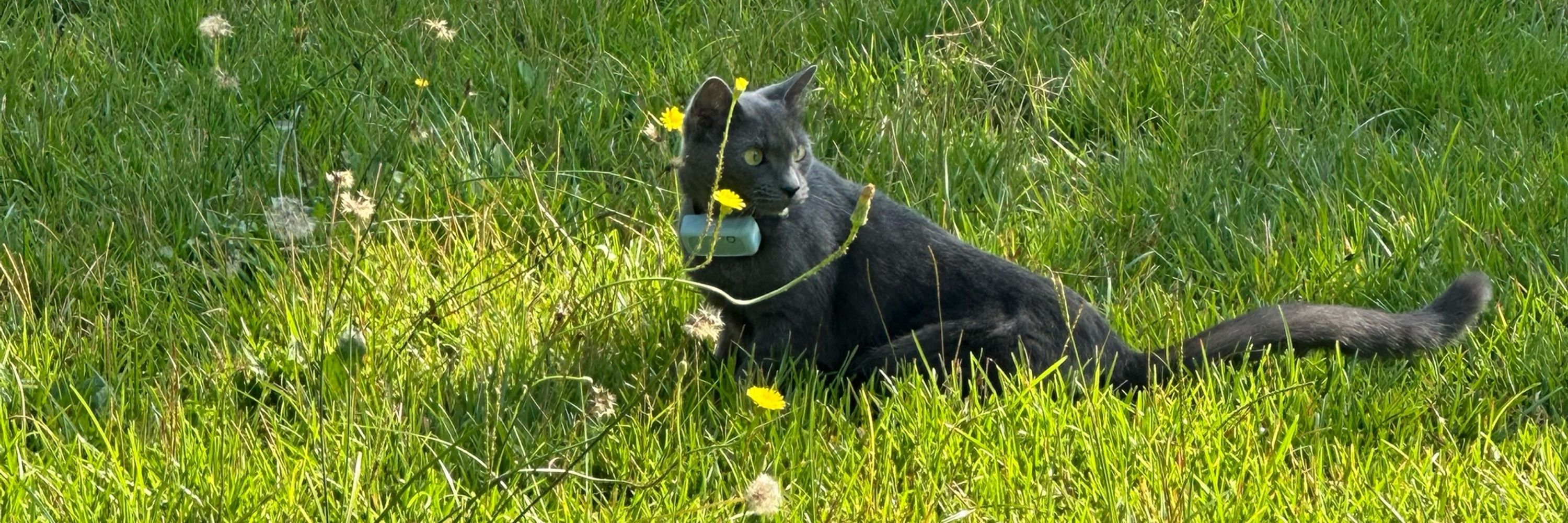 Meow Mafia
