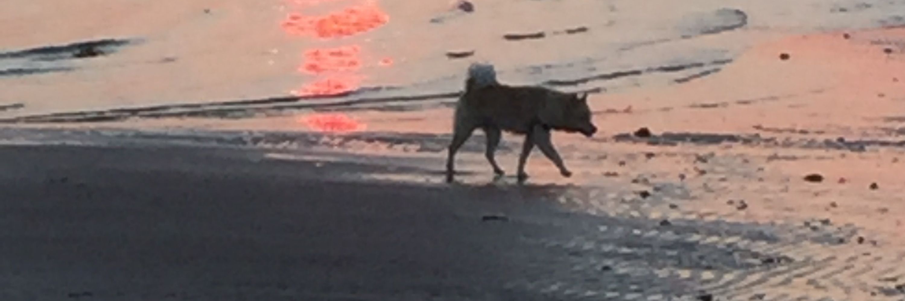BigOldDog🇨🇦
