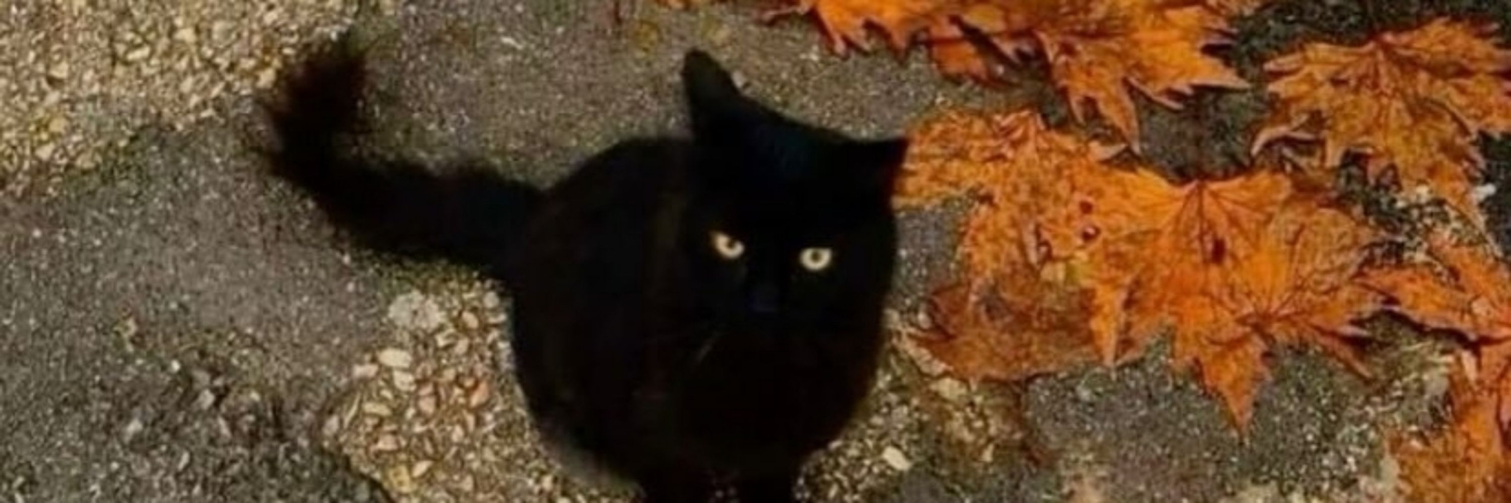 Svito