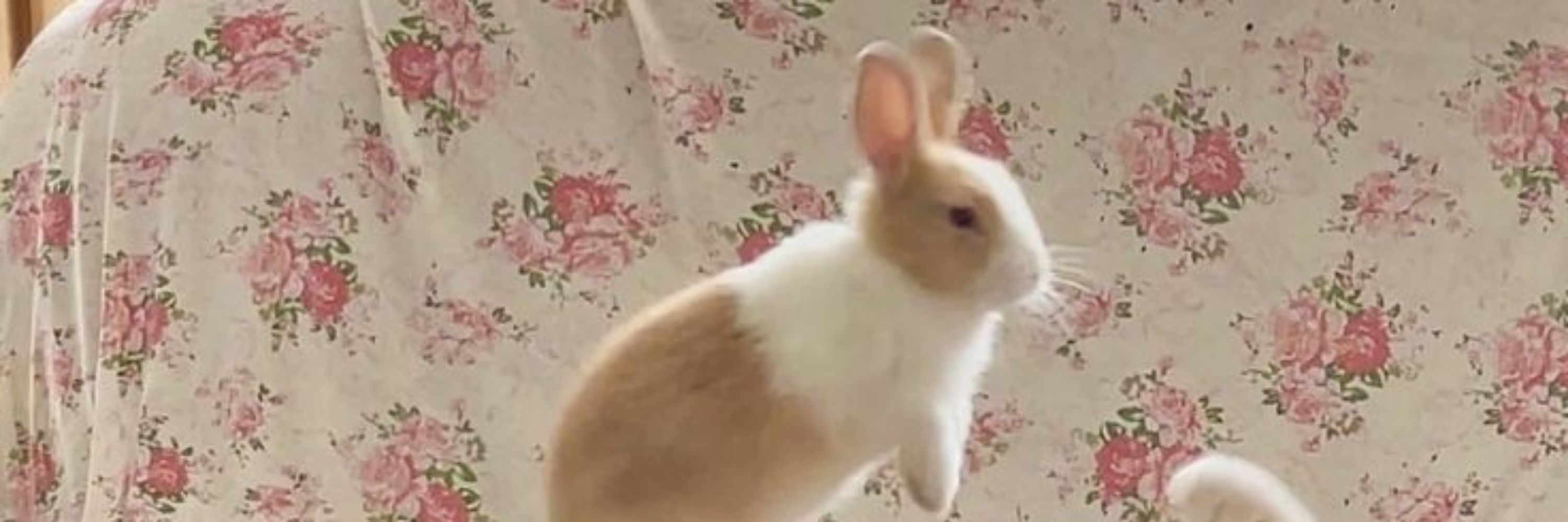 bunny