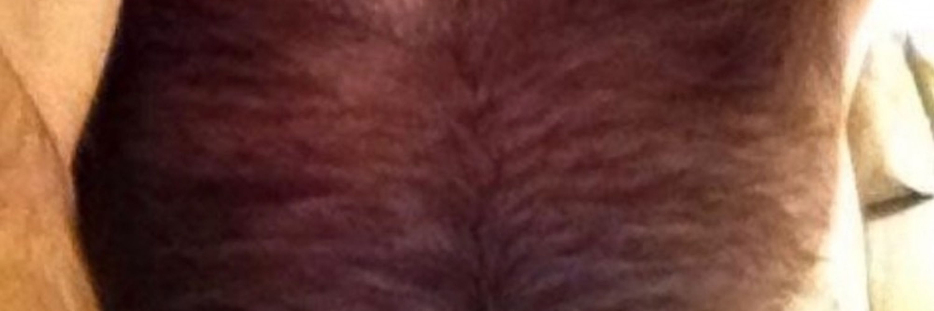 Furry and fun….