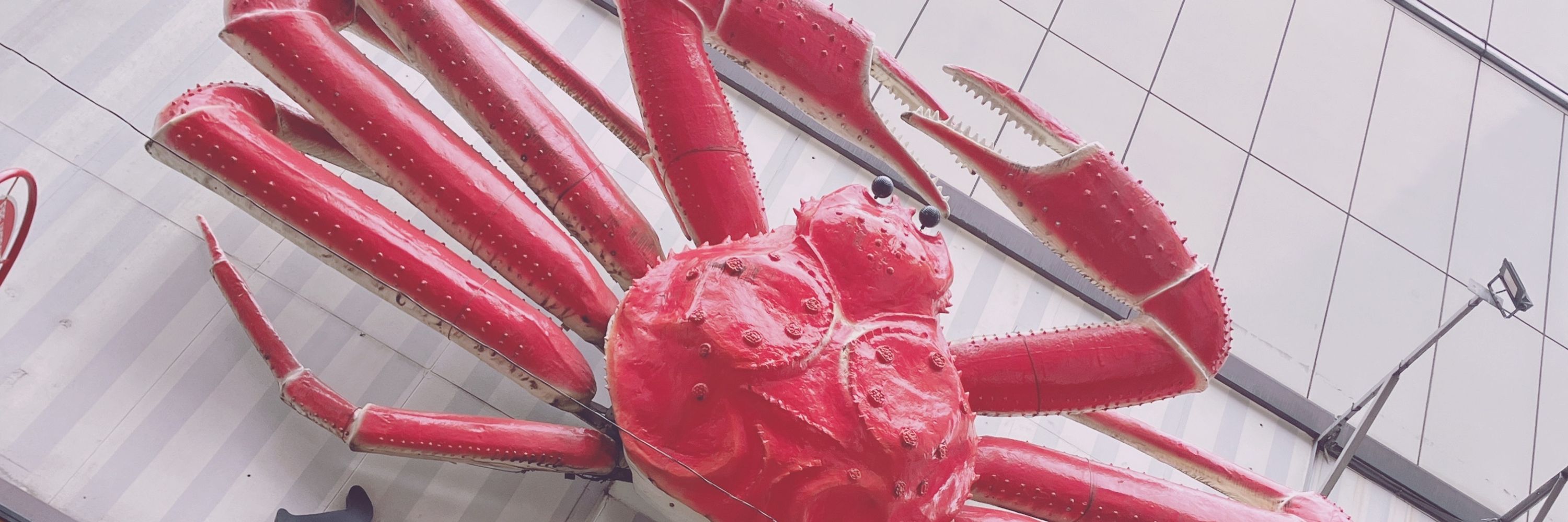 ｴﾋﾞｶﾆ