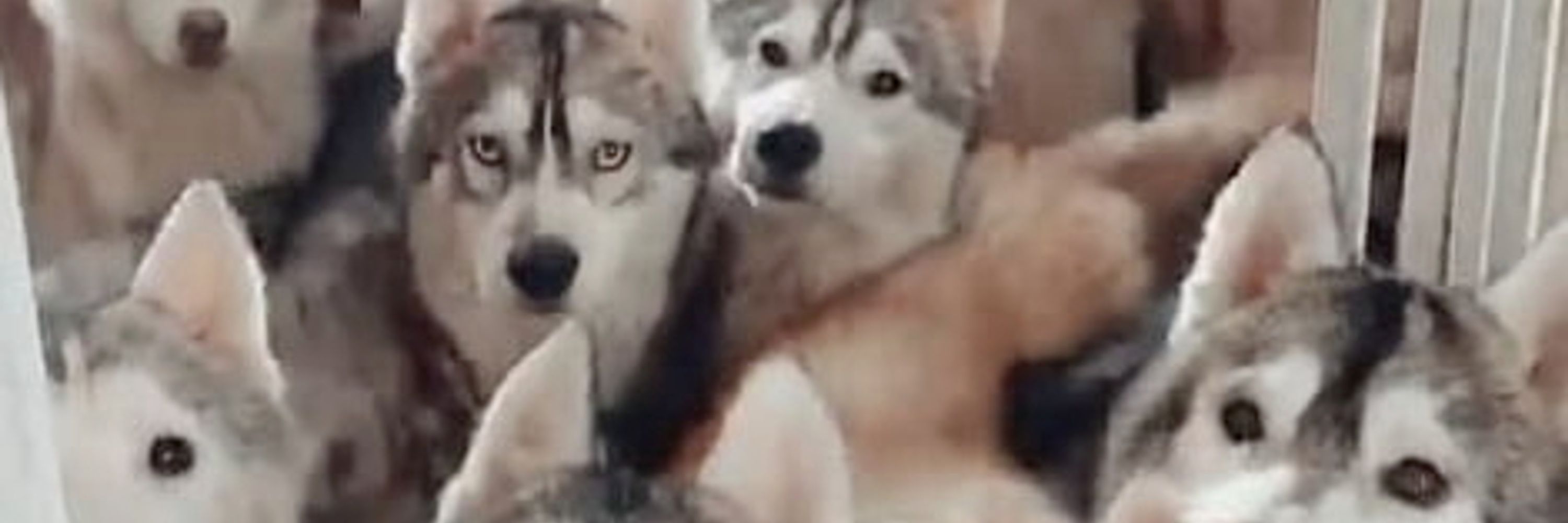 Wolf the Husky