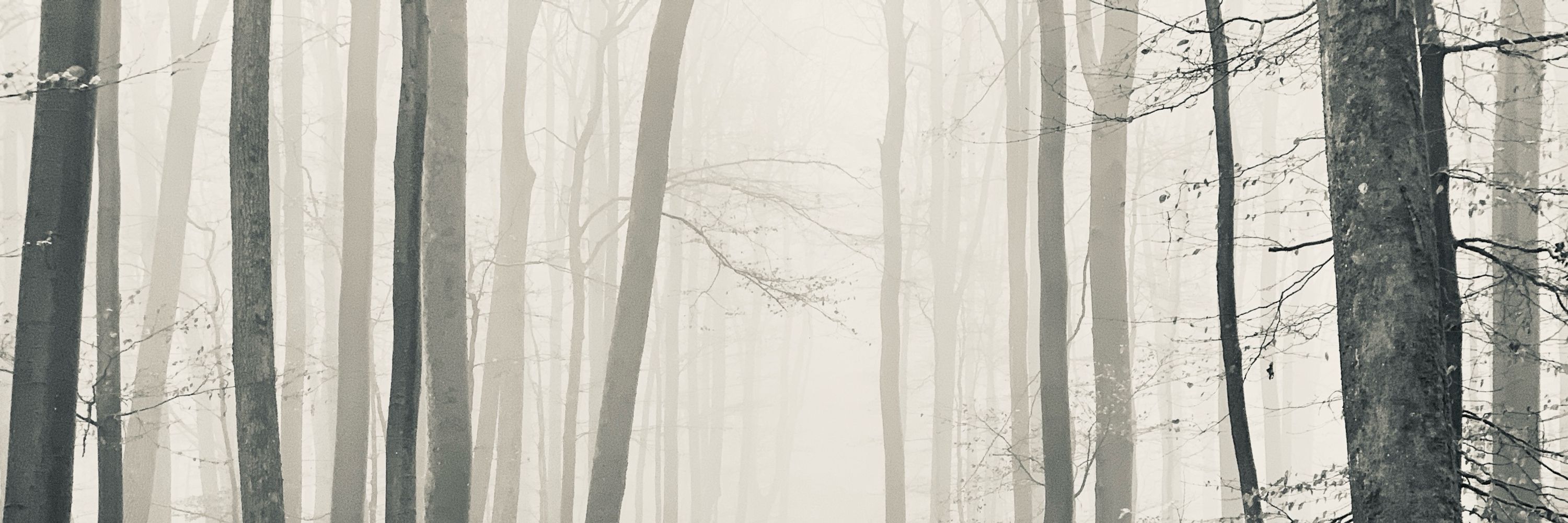 Jannis Liessfeld