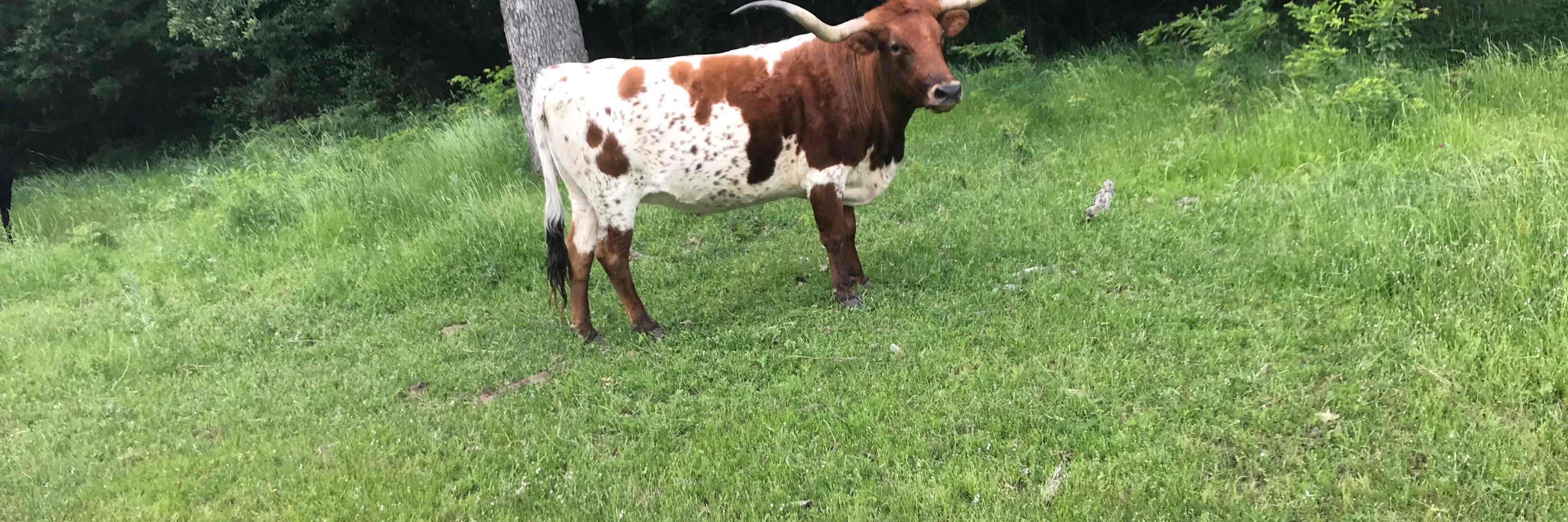 DavidinredTexas
