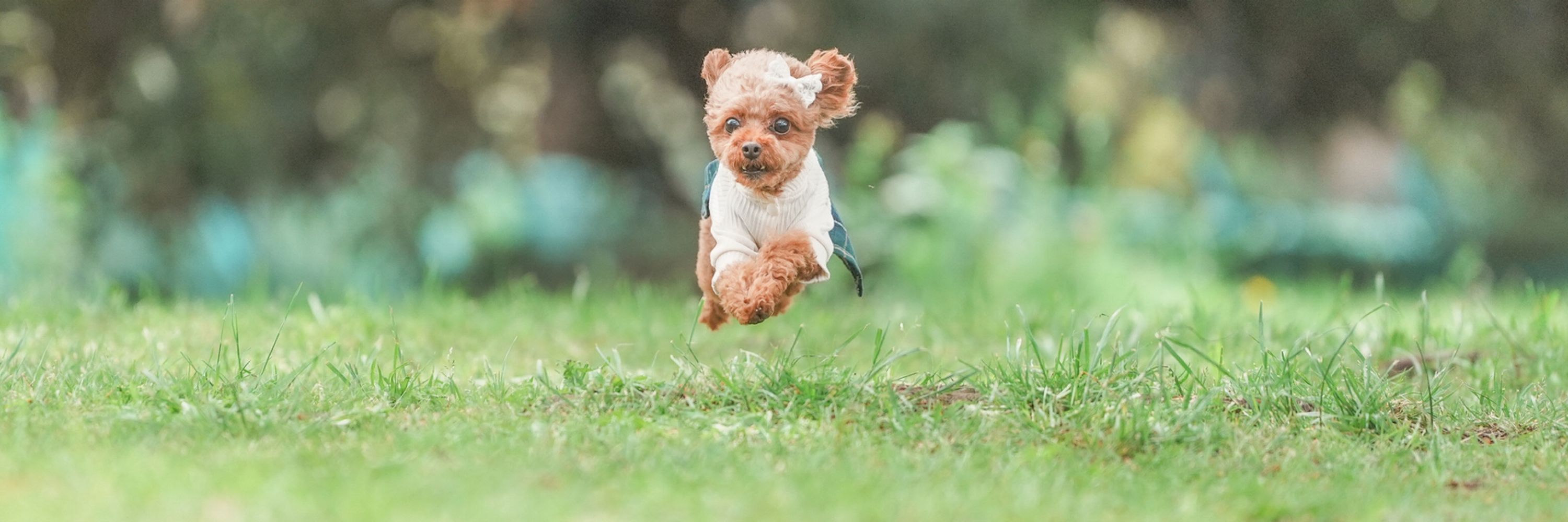 Toypoodle_Poco