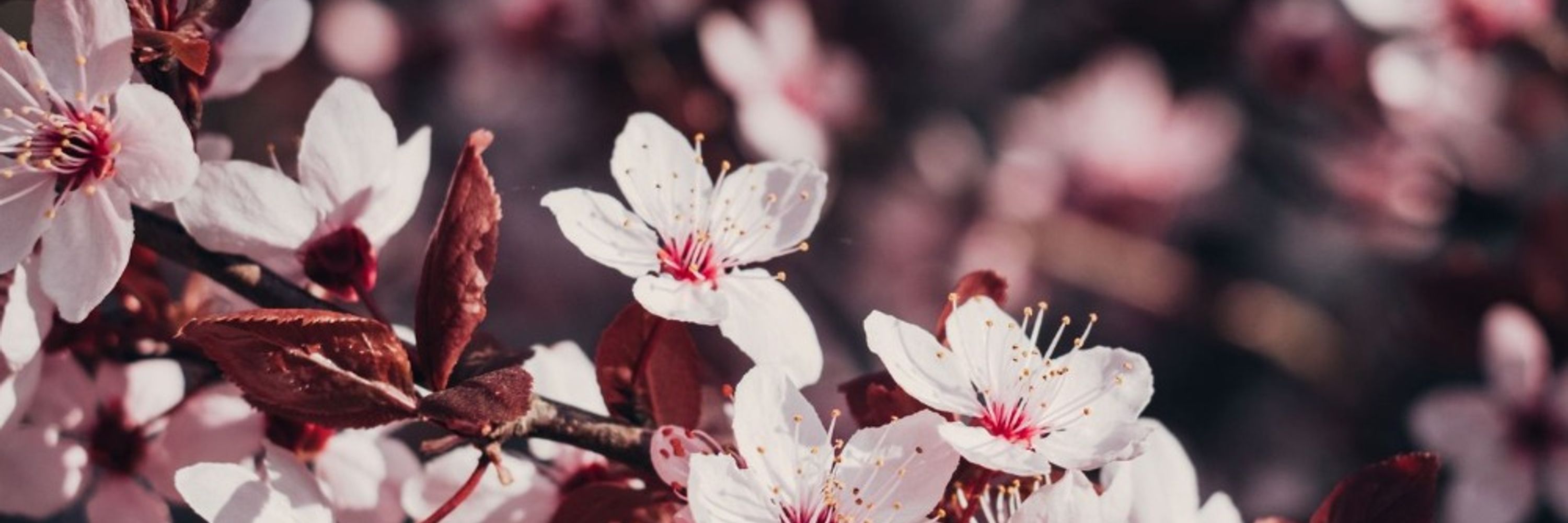 FloraBun