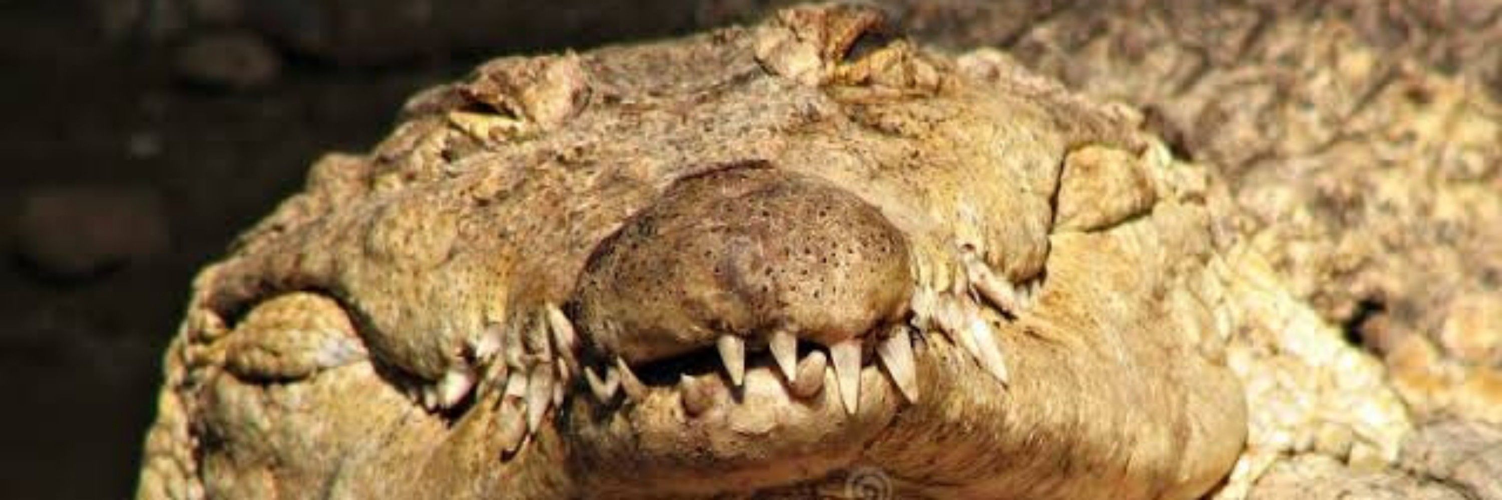 Dryden Alligator