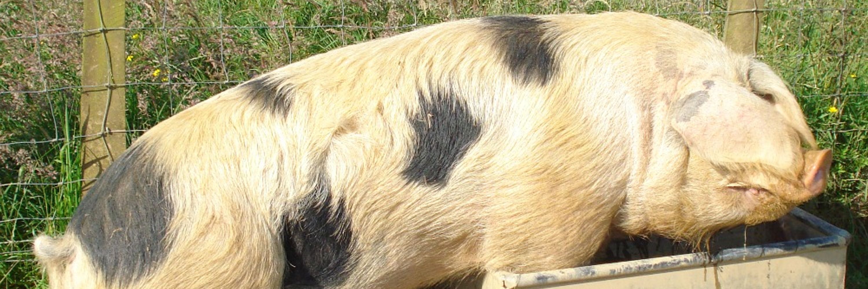 Ernest Pig 🐽