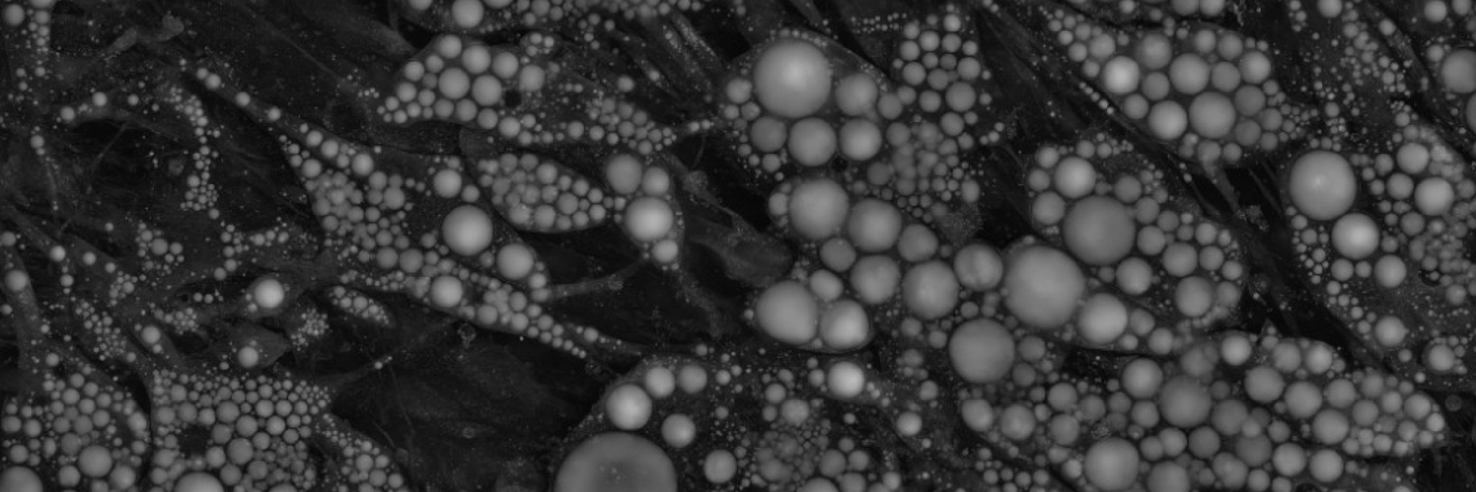 Holotomography | label-free 3D cell/tissue imaging