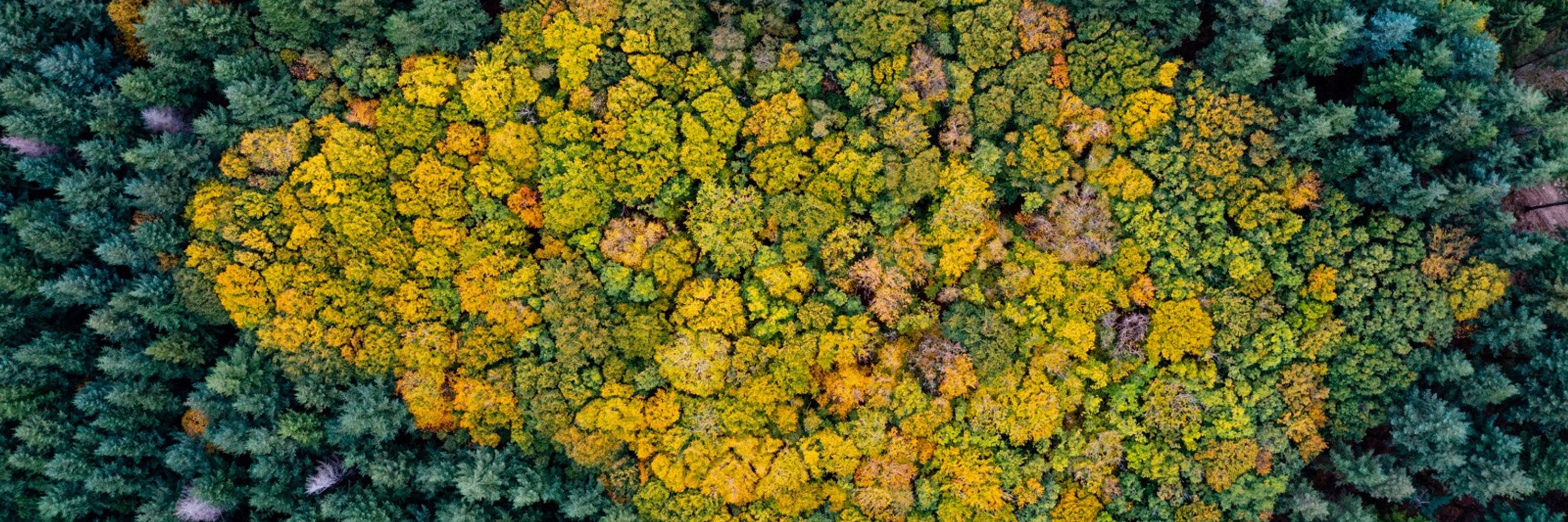 Canopée Forêts Vivantes