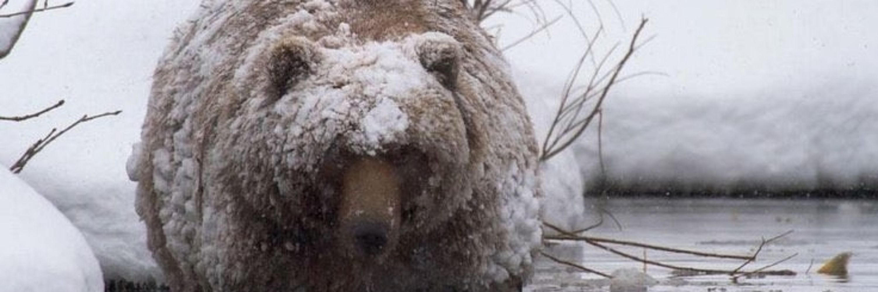 Bearshevik