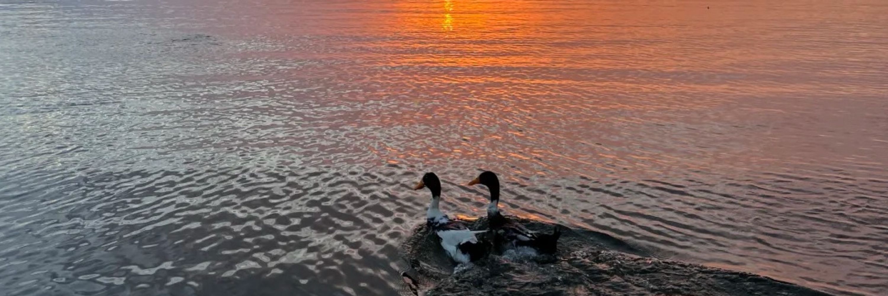 Duck is the best!