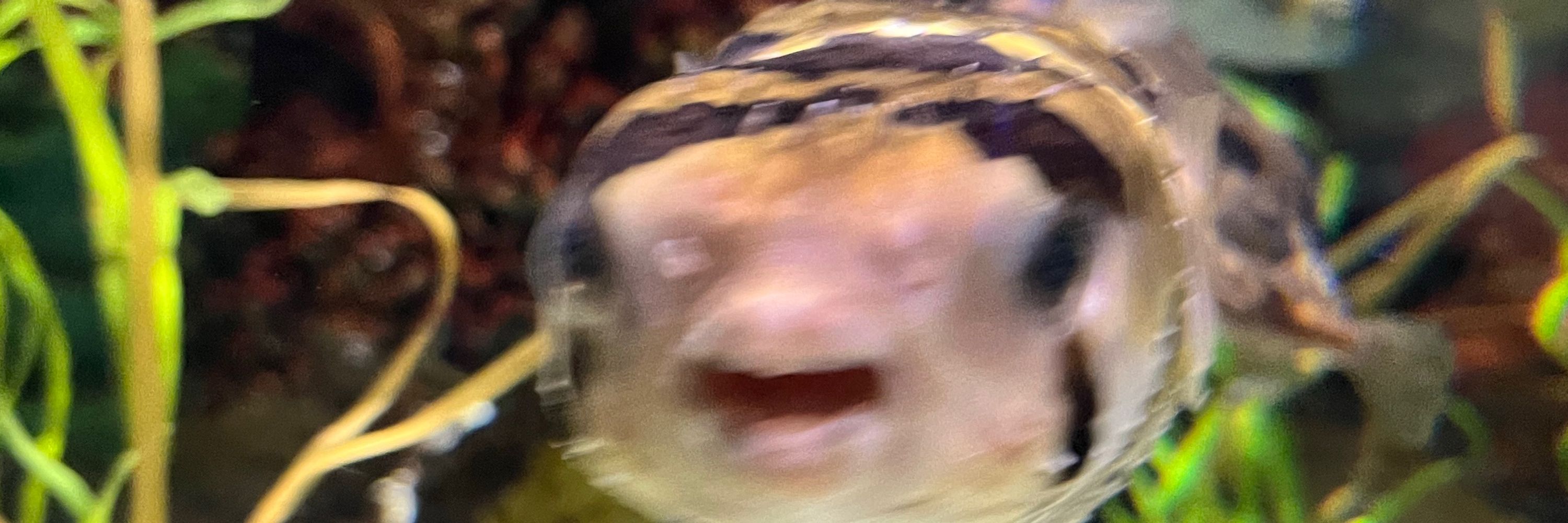 Luke Frymire