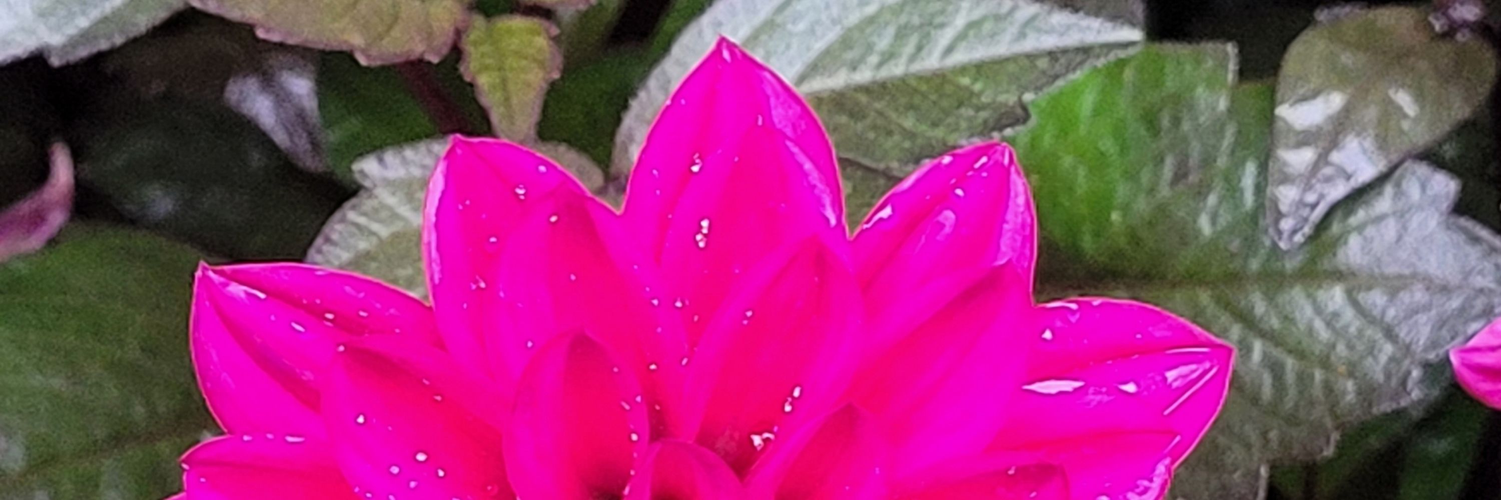 Dahlia