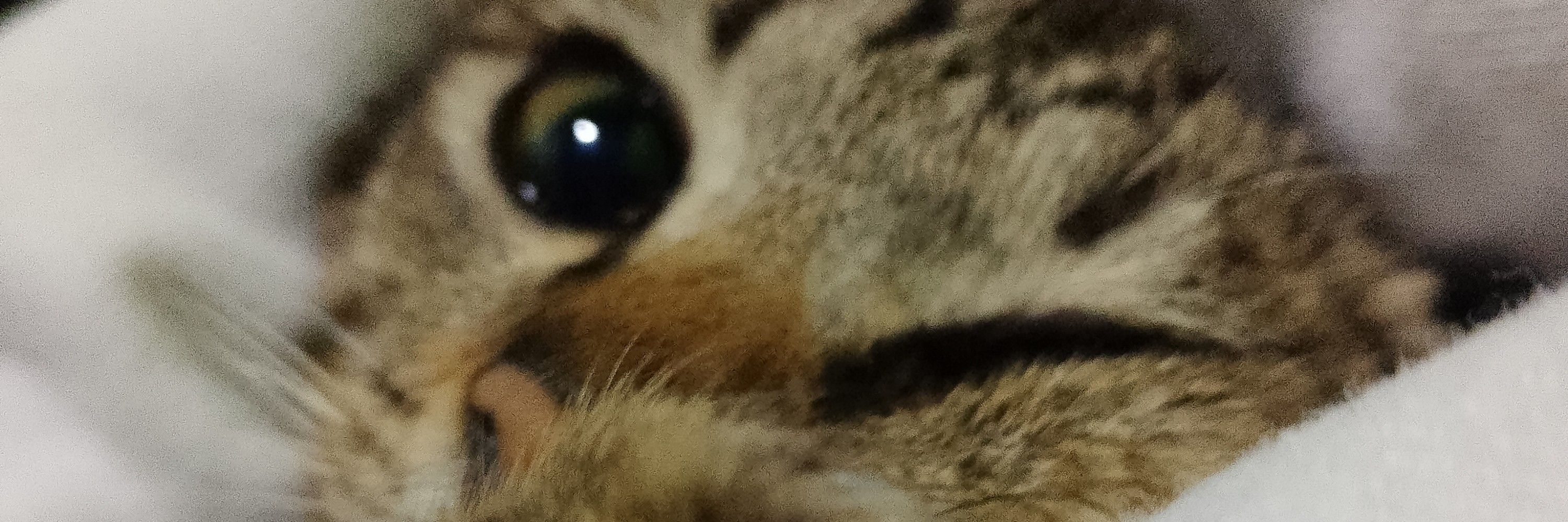 mimaa