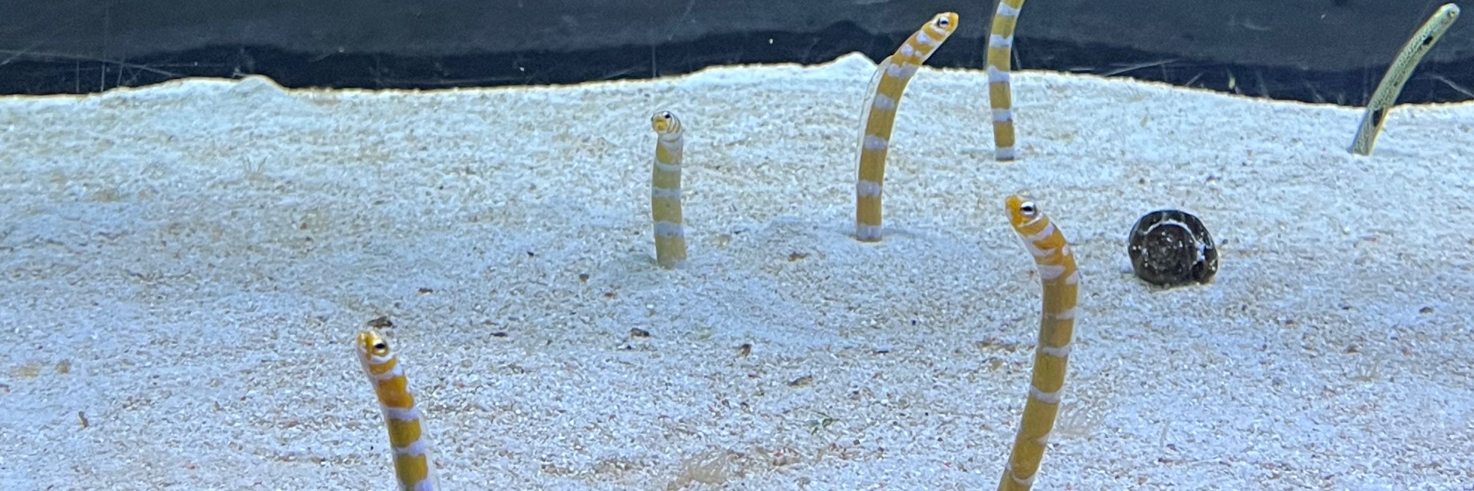 もちに