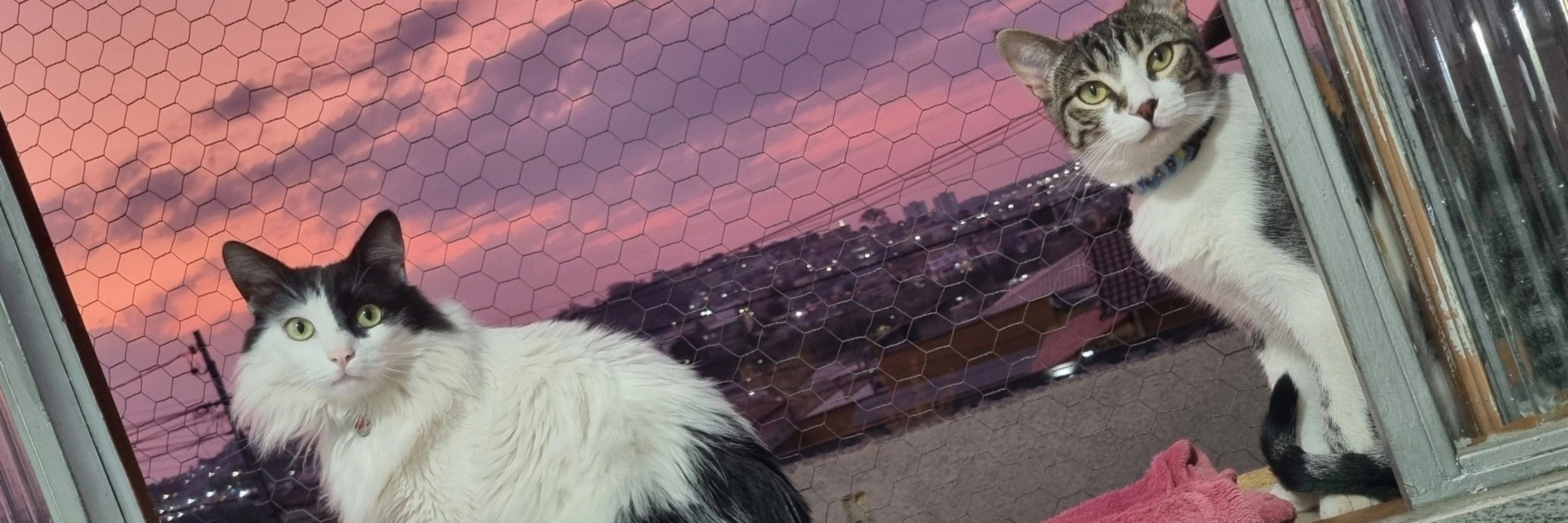 L-da 🦊
