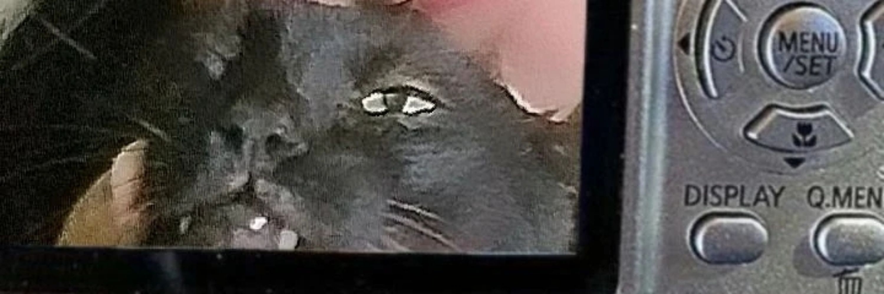 isadora⁷