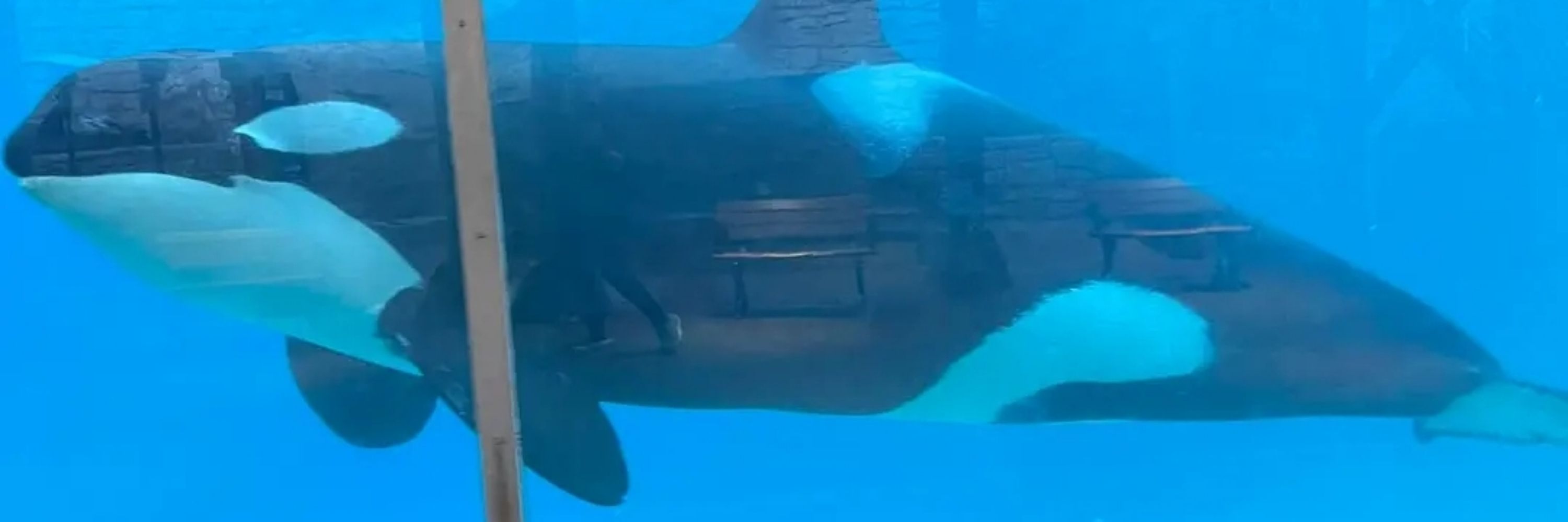 Orca Tales: Corky's Journey