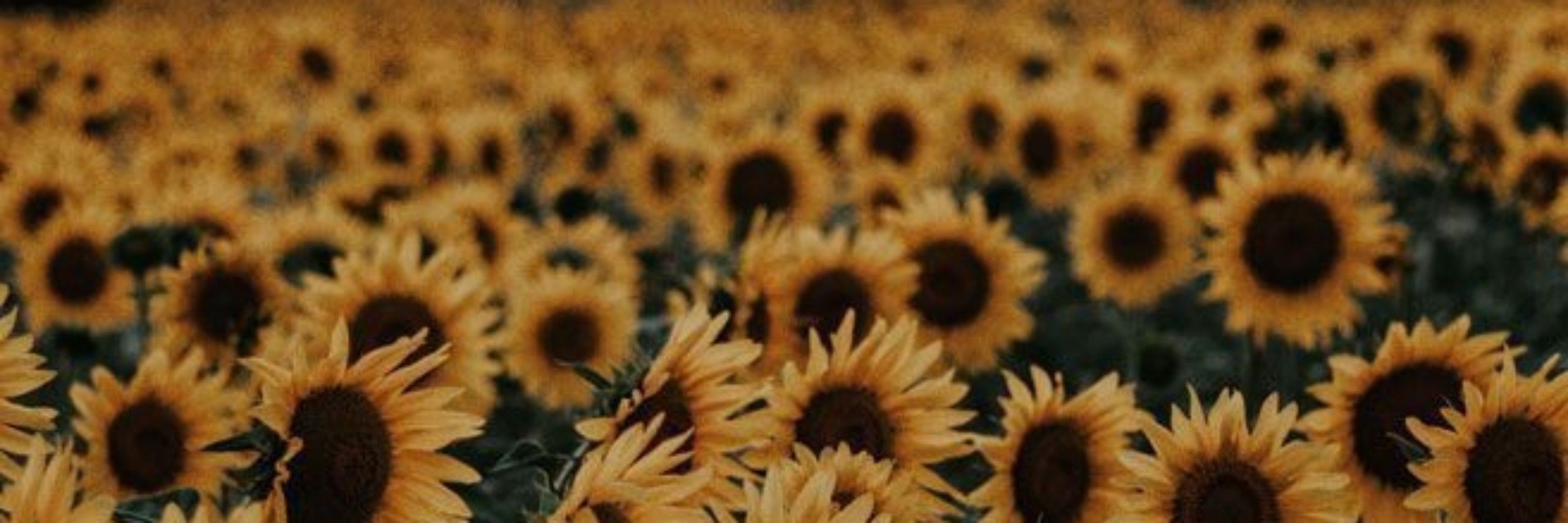 Lil Dan 🌻