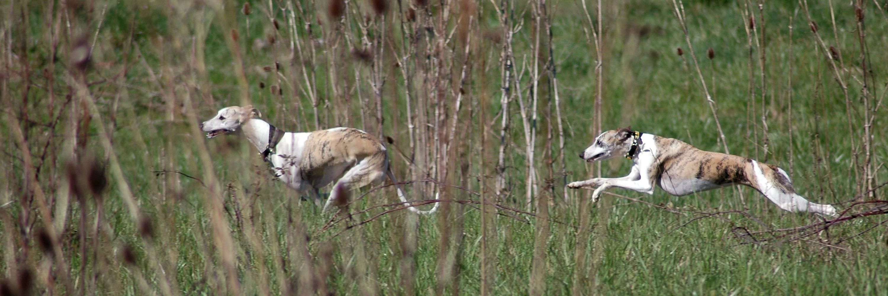 Whippet Wednesday