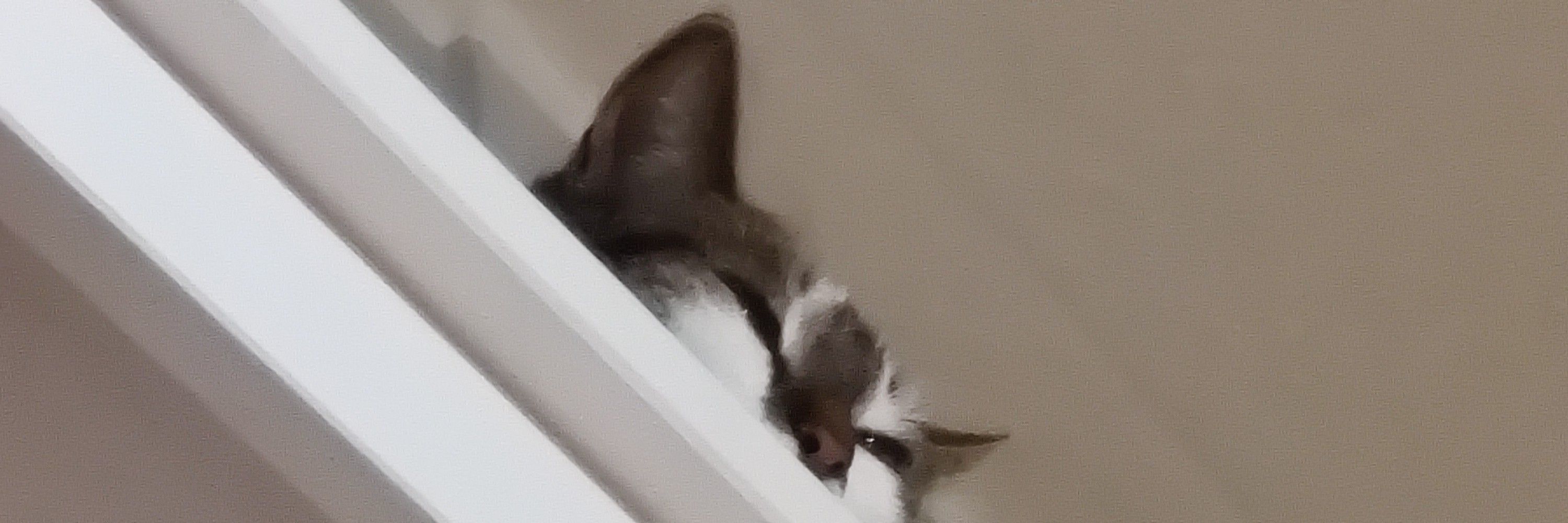 ฅ^•ﻌ•^ฅ