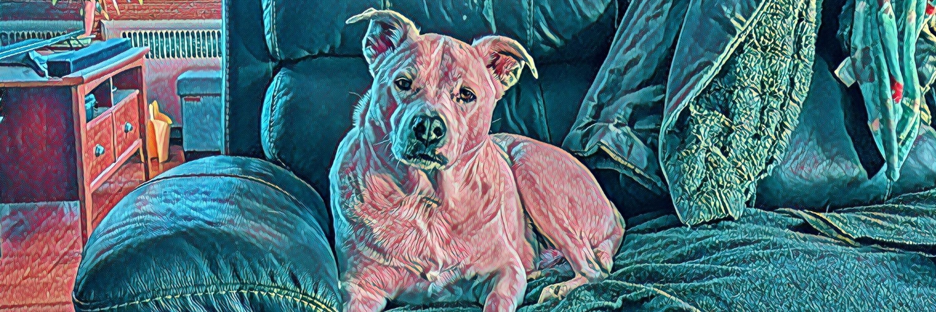 Chris 🏳️‍🌈🐾