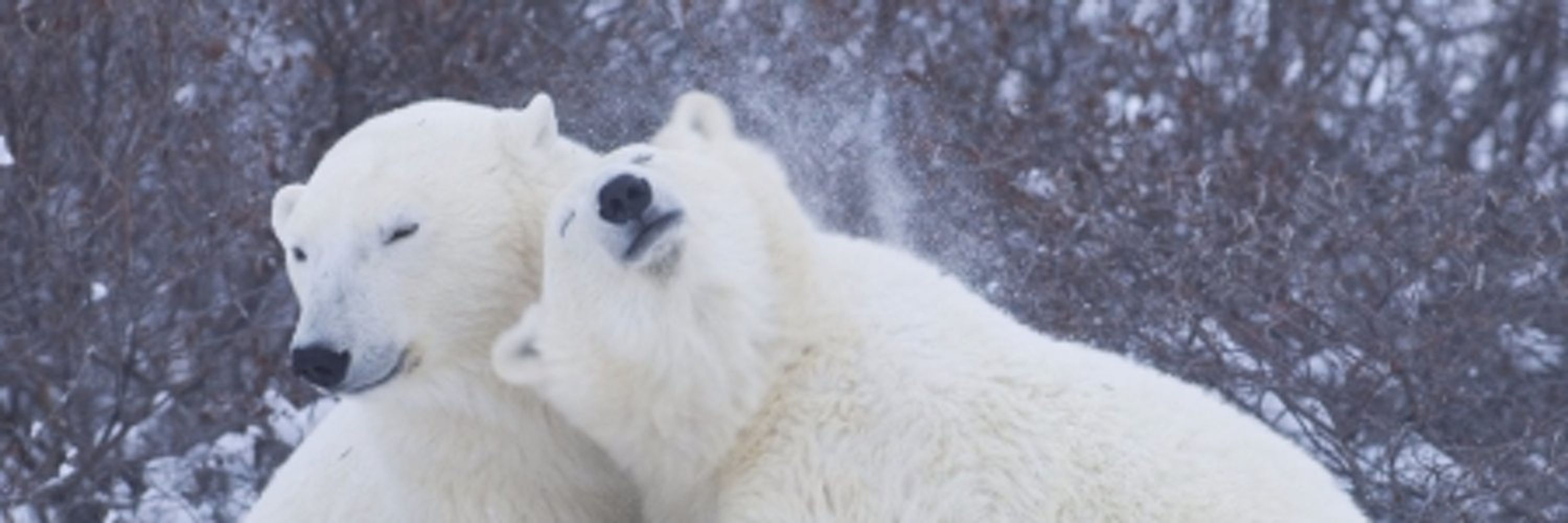 Polar Nerd