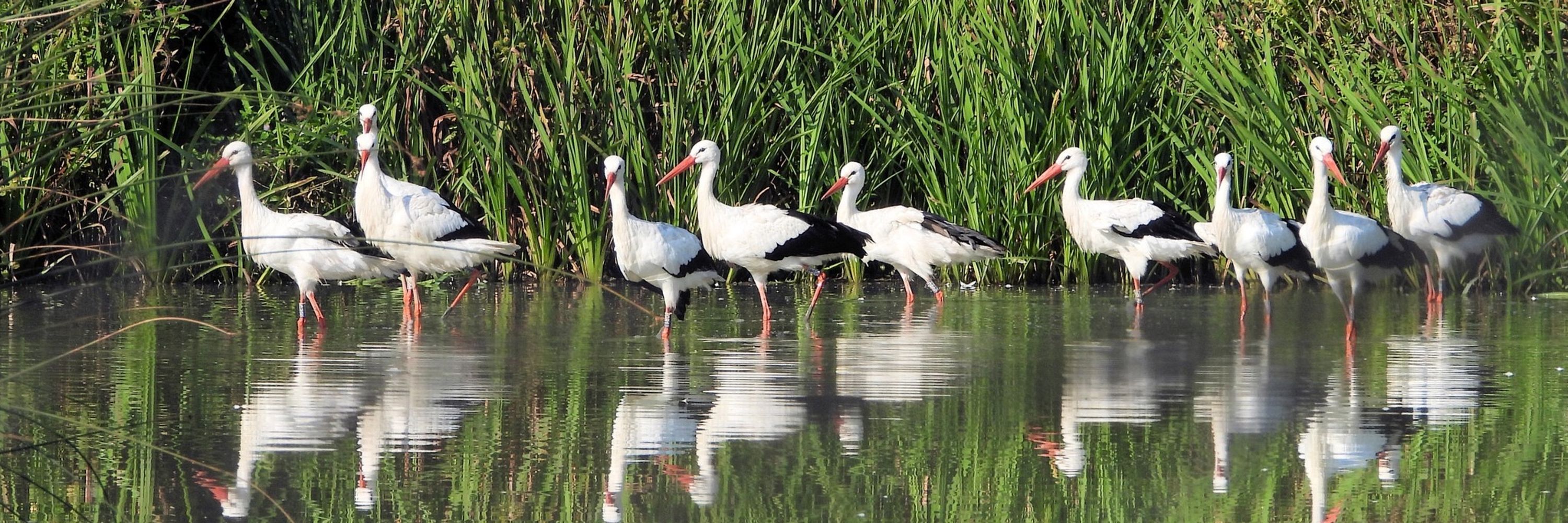 White Stork Project
